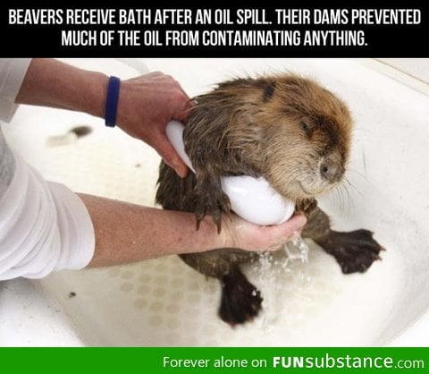 Good guy beavers