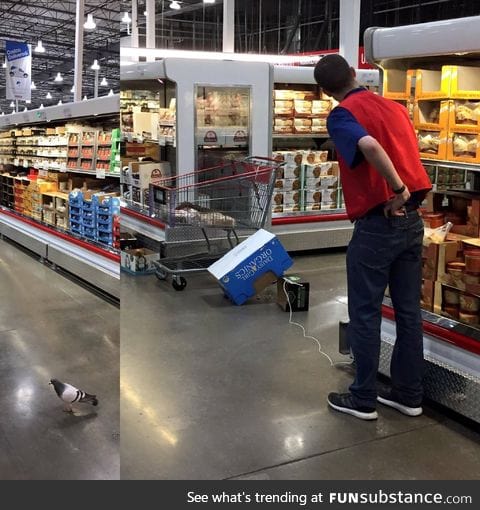 Costco employee silently tries to trap a pigeon