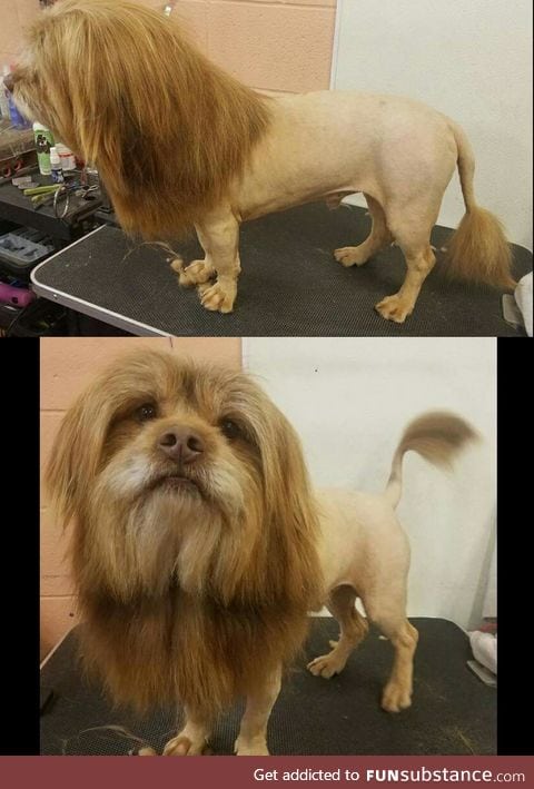 They asked for a lion cut, they got it