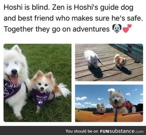 Blind dog gets a guide dog