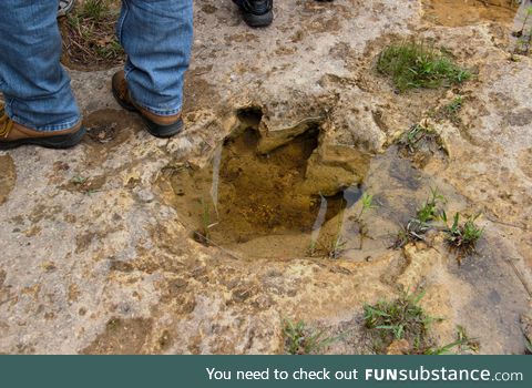 A dinosaur footprint