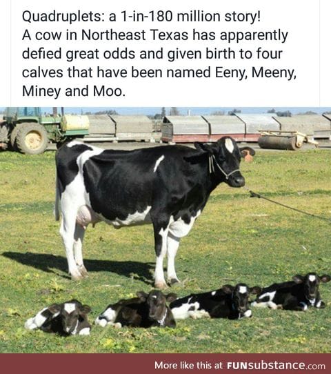 What a mooving story!