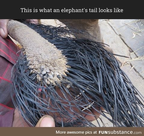 Closeup of an elephant's tail