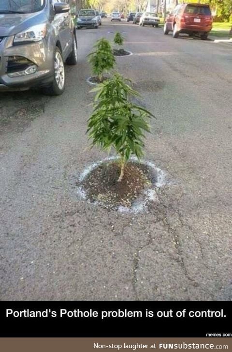 People in Portland, Ore, were unhappy about some potholes so they planted trees