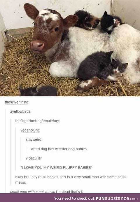 Fluffy babies