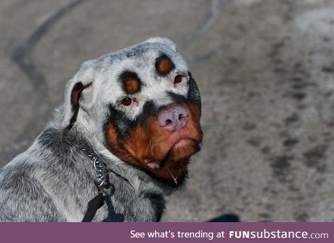 Rottweiler with vitiligo