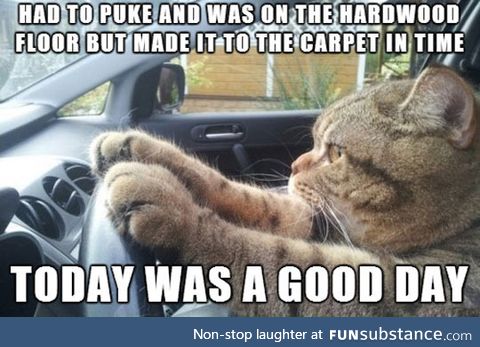 Every Cat's Successful Day