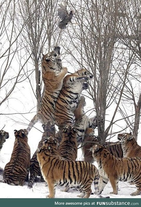 Eleven tigers vs. One scared bird