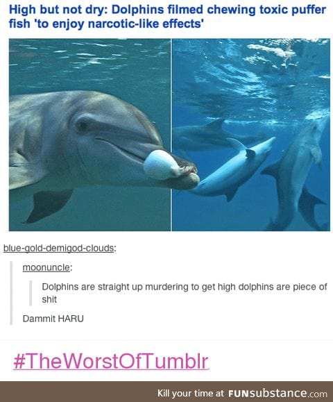 Dolphins are weird