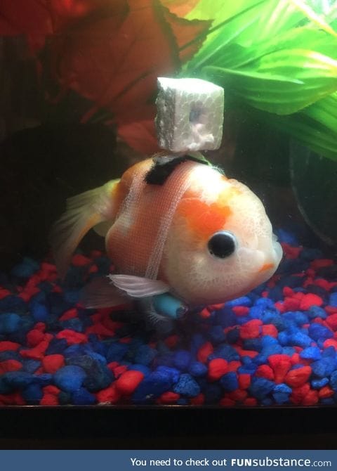 Troubled goldfish gets its own customised wheelchair