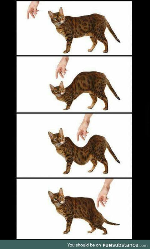Cat owners will understand