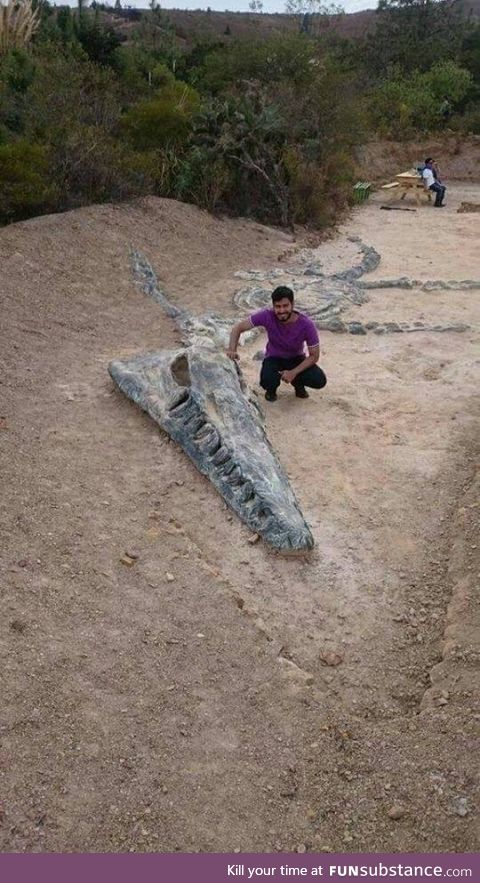 Incredible Kronosaurus fossil discovery