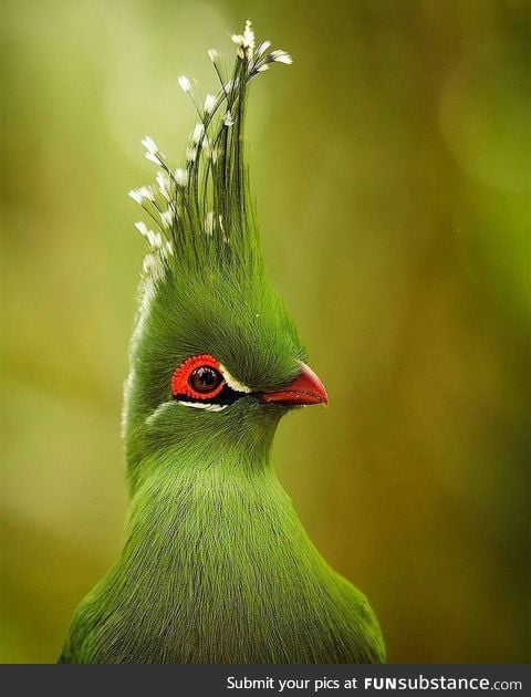 The bird with majestic hair style