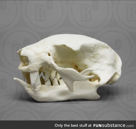 Pretty impressive skull for an animal like a sloth