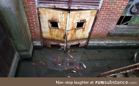 Koi swimming in an abandoned basement