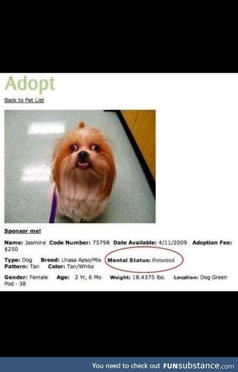 "Special" dog for sale