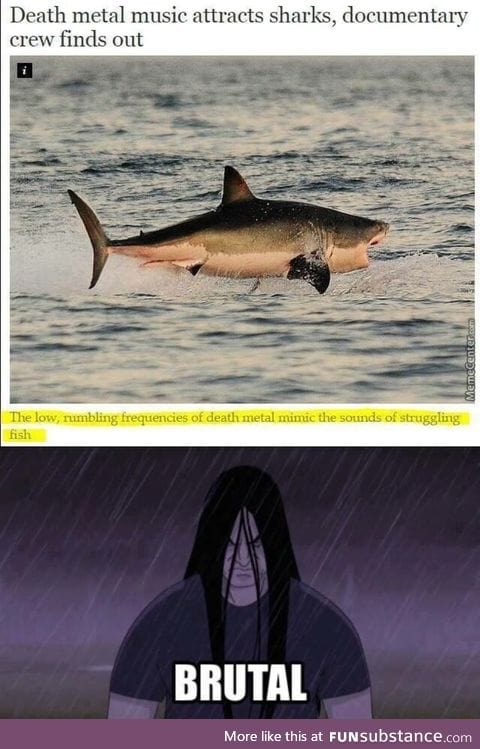 Sharks love metal music