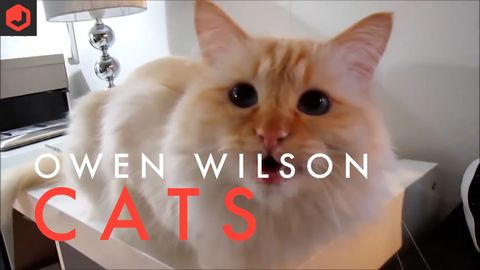 Owen Wilson cats