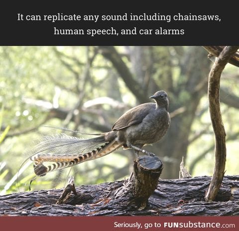 The most talented songbird in the world: the lyrebird