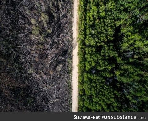 The road that stoppped the fire