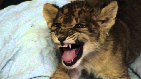 Lion cubs are adorable