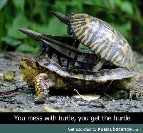 Tortoise super soldier