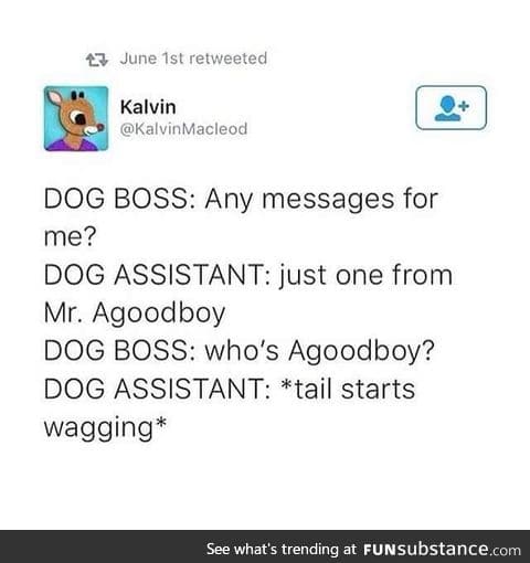 Dog Assistant