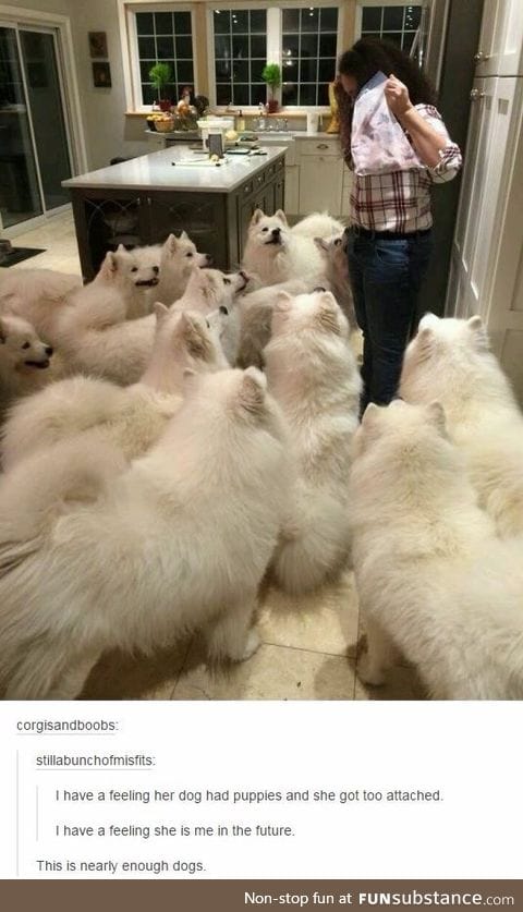 So many doggos :o