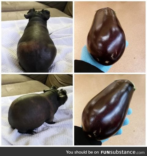 Hairless guinea pig totally looks like an eggplant