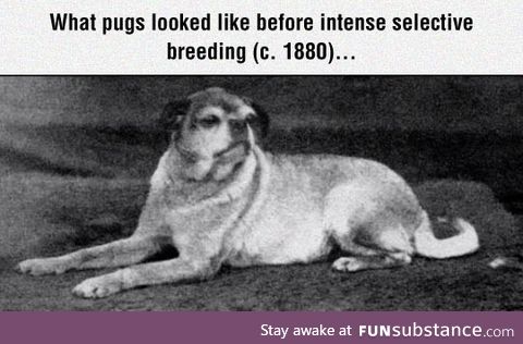 Pugs of the past