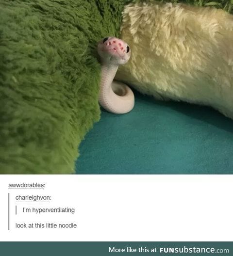 Such booppable noodle