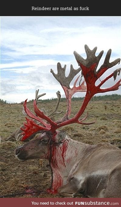 Reindeer shedding the velvet off of their antlers