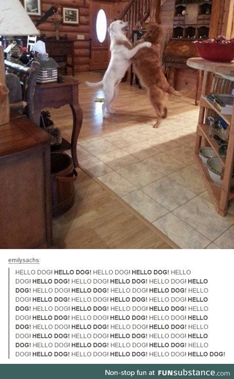 GREETINGS FELLOW DOGGO