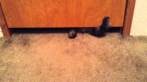 This cat squeezing under a door