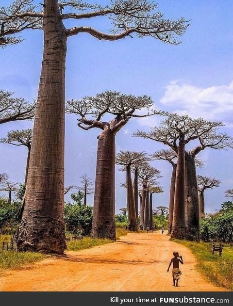 Little fella walking among giant trees