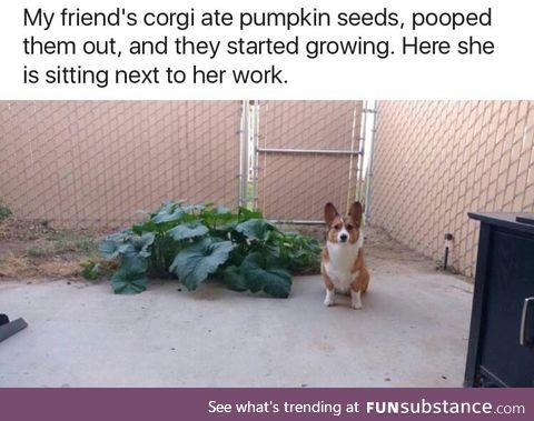 Corgi grew pumpkins