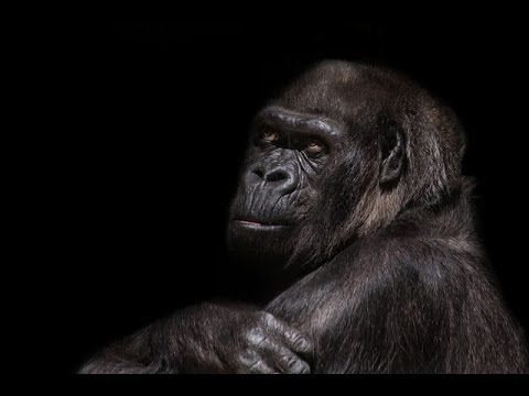 A Gorilla Remembers a Girl It had not Seen for 12 Years