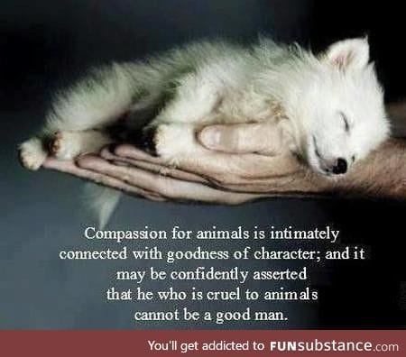 Compassion for animals