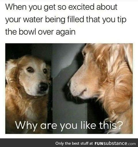 Dogs get anxiety too