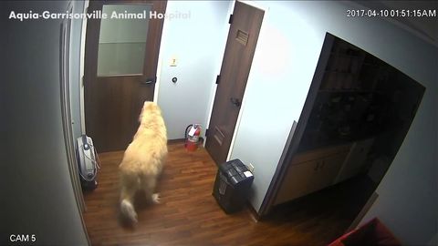 Unstoppable dog escapes animal hospital opening multiple doors with his snout