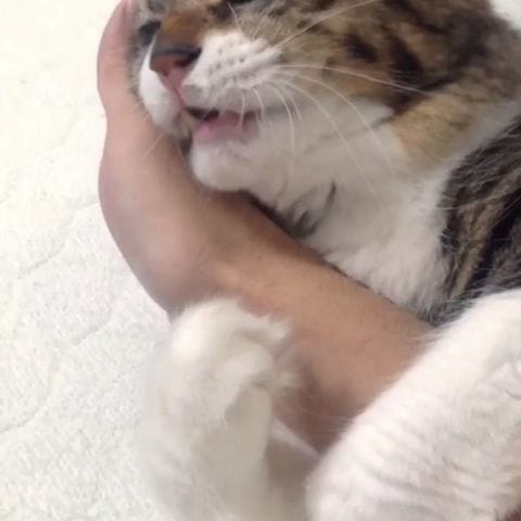 Cat won't let go of owner's hand