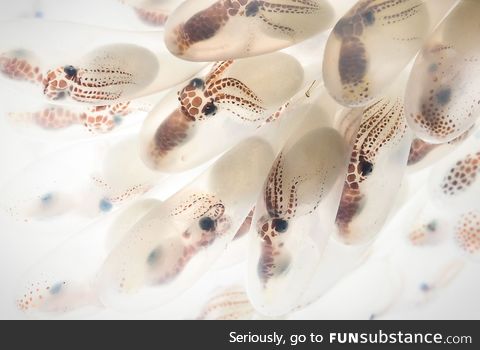 Backlit octopus eggs