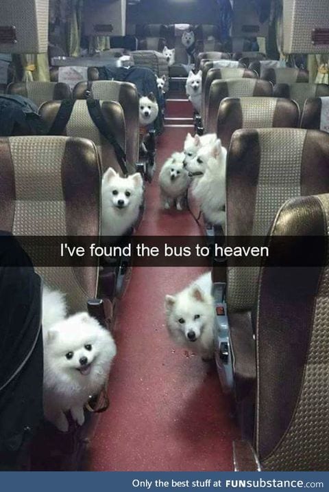 Doggos to heaven