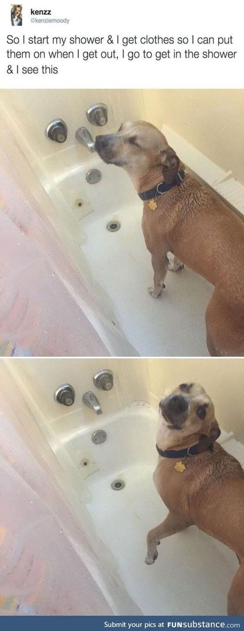 Doggo learns to shower too