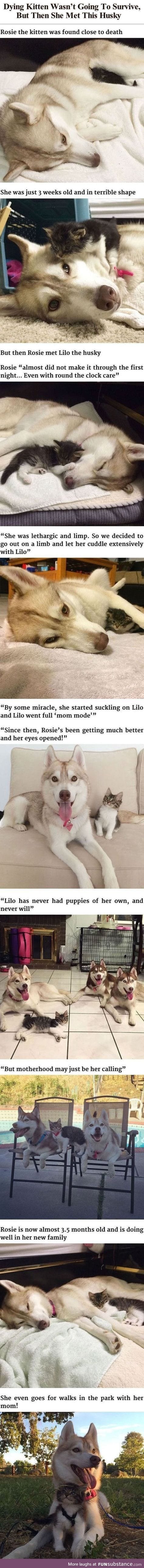 Lilo the Husky who's motherhood did a miracle to a dying kitten.
