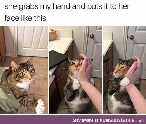 Cat wants love