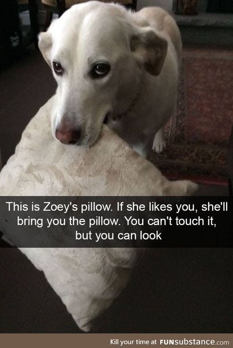 Zoey is precious and so is her pillow