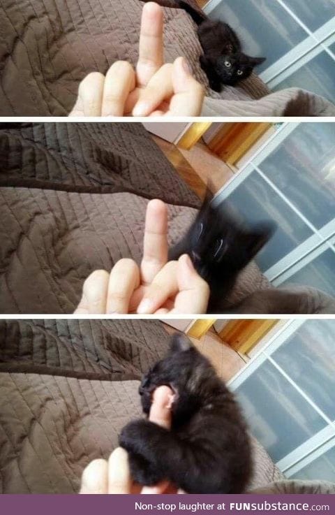 Kitten refuses to be disrespected