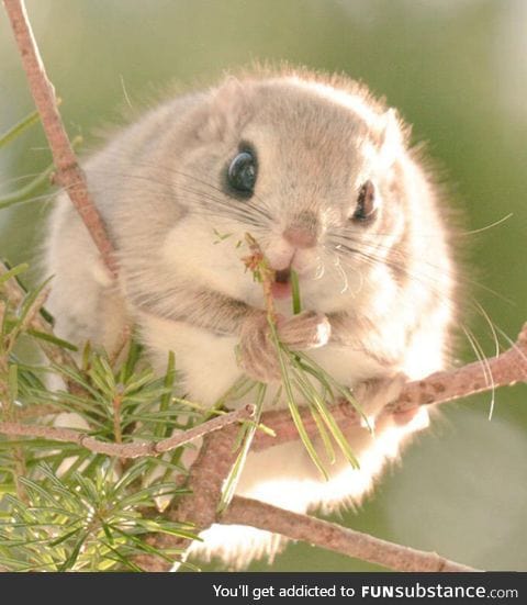 Japanese flying squirrel