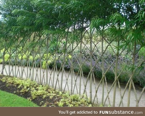 Living fence